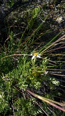 Chiliotrichum diffusum