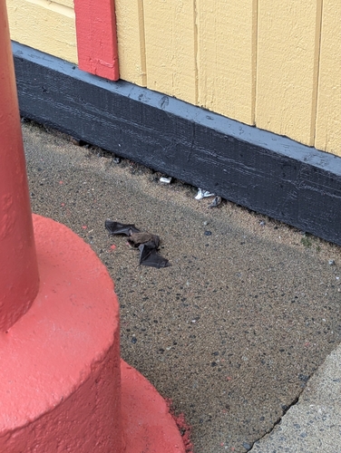 Little Brown Bat observed by mabmab