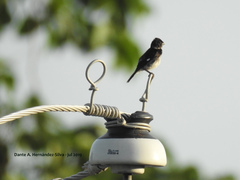 Sporophila morelleti