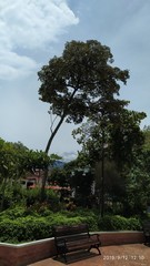 Handroanthus serratifolius