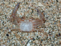 Achelous spinimanus