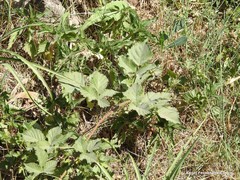 Rubus radula