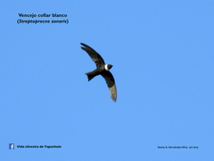 Streptoprocne zonaris