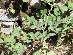 Rubus radula