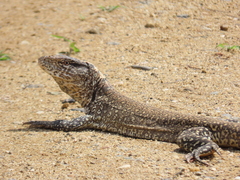 False Monitor photo 4