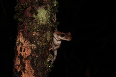 Osteocephalus oophagus