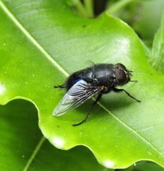 Calliphora quadrimaculata