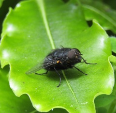 Calliphora quadrimaculata