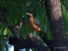 Turdus grayi