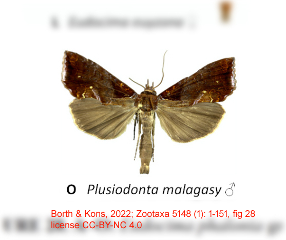 Plusiodonta malagasy