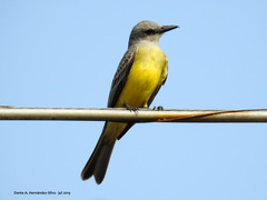 Tyrannus melancholicus