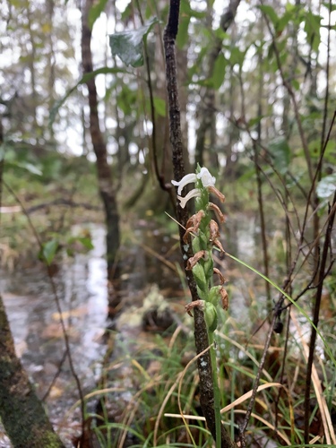 Marsh lady's tresses (Spiranthes odorata)
