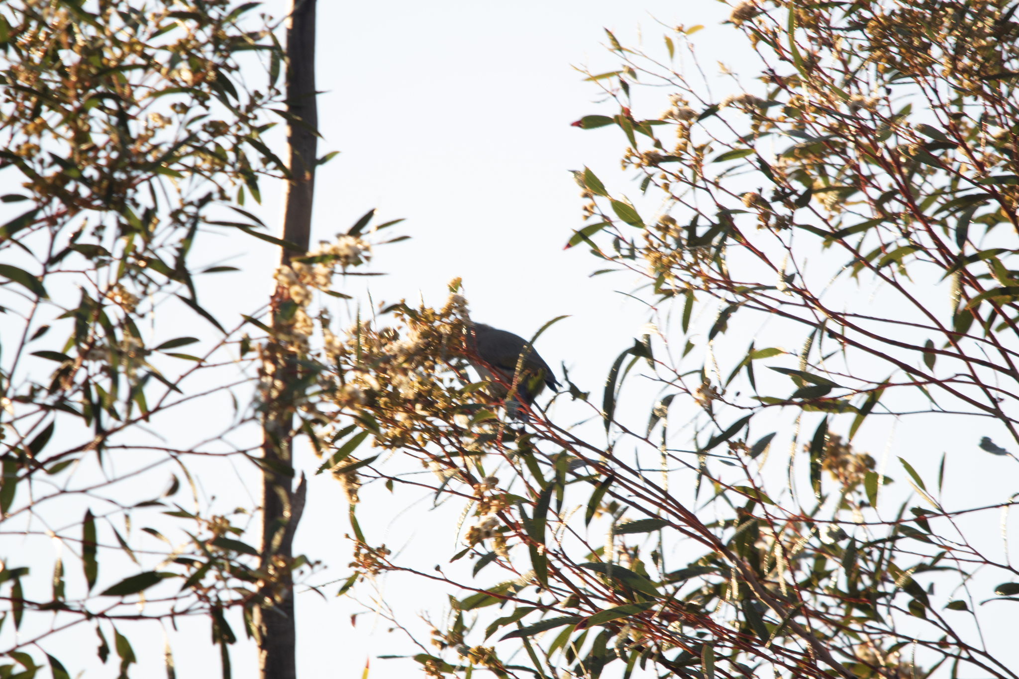 Grey-fronted Honeyeater (Ptilotula plumula), photo 1