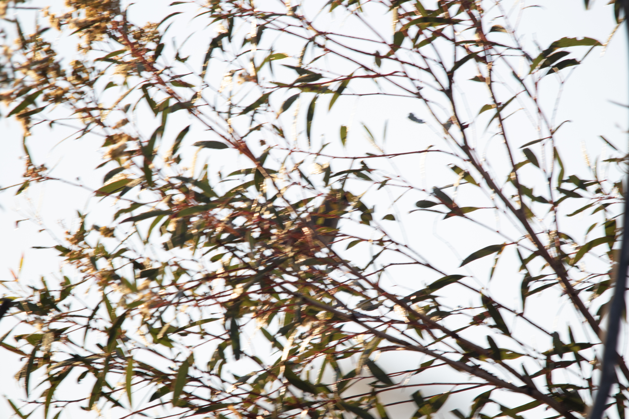 Grey-fronted Honeyeater (Ptilotula plumula), photo 5