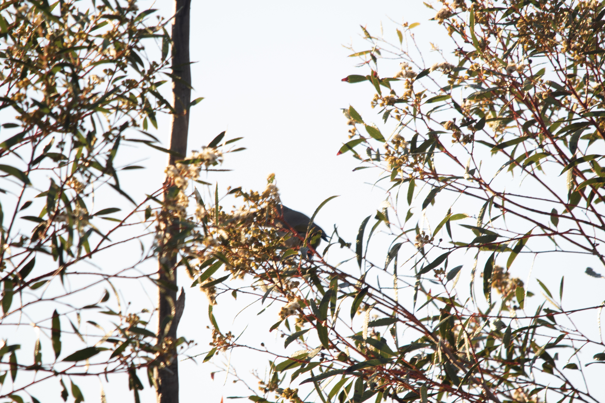 Grey-fronted Honeyeater (Ptilotula plumula), photo 2