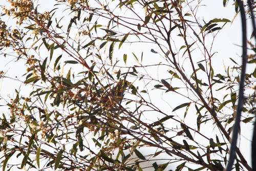 Grey-fronted Honeyeater (Ptilotula plumula), photo 9