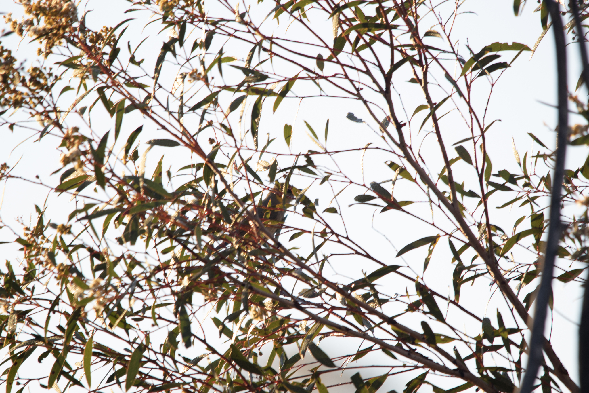 Grey-fronted Honeyeater (Ptilotula plumula), photo 9