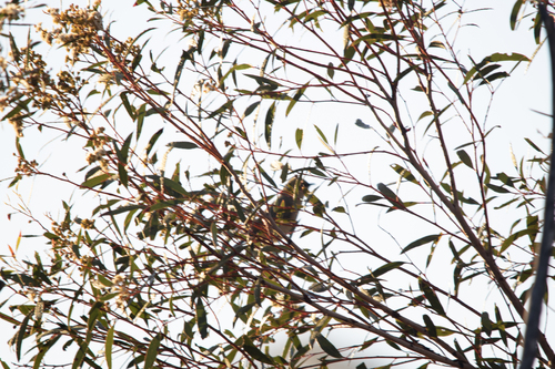 Grey-fronted Honeyeater (Ptilotula plumula), photo 6