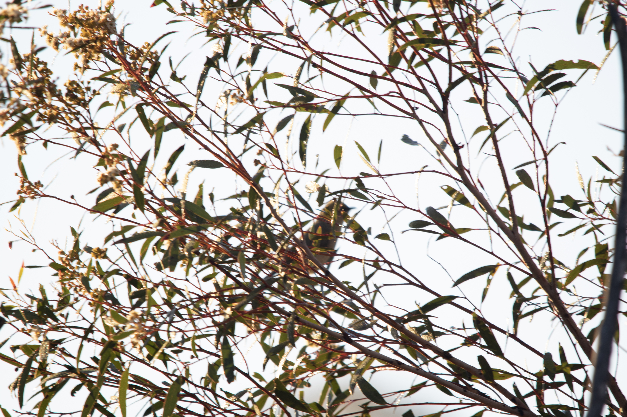 Grey-fronted Honeyeater (Ptilotula plumula), photo 6