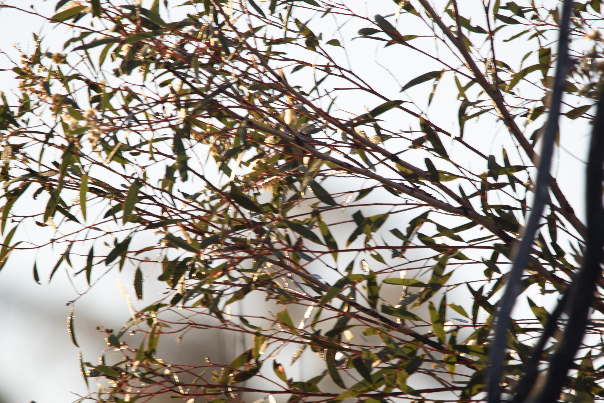 Grey-fronted Honeyeater (Ptilotula plumula), photo 8