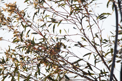 Grey-fronted Honeyeater (Ptilotula plumula), photo 7