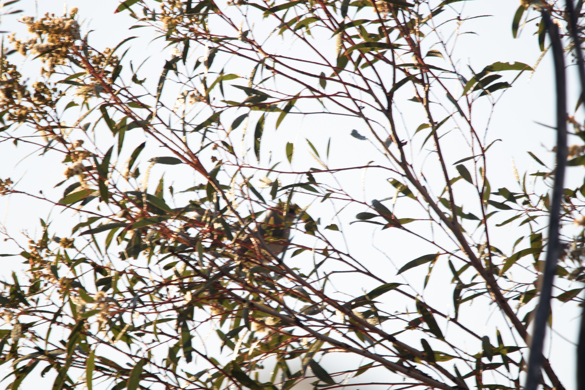 Grey-fronted Honeyeater (Ptilotula plumula), photo 7