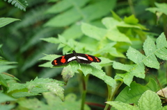 Heliconius telesiphe