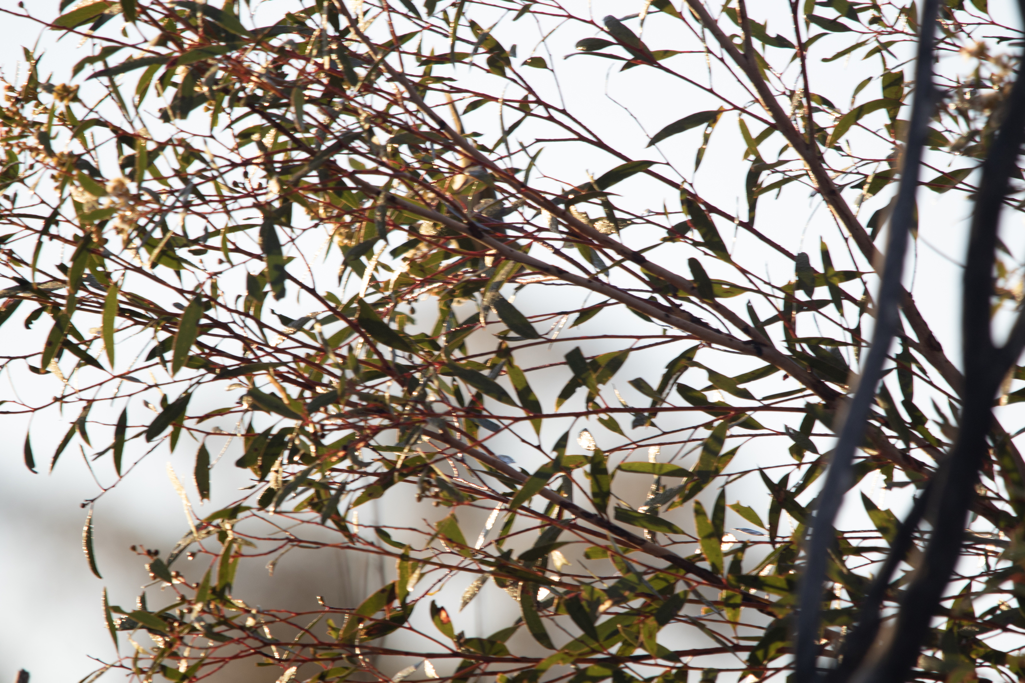 Grey-fronted Honeyeater (Ptilotula plumula), photo 10