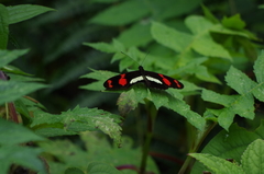 Heliconius telesiphe