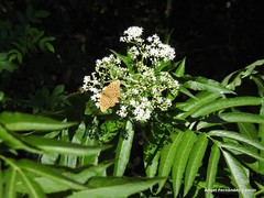 Chlorophorus trifasciatus