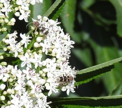 Chlorophorus trifasciatus