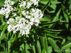 Chlorophorus trifasciatus