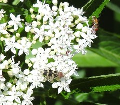 Chlorophorus trifasciatus