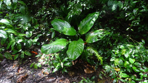 Image of Megacane (Dieffenbachia longispatha) by no rights reserved