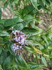 Chromolaena perglabra