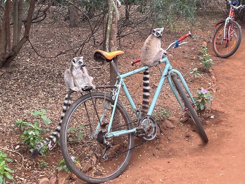 Ring-tailed Lemur, Anosy, MG-TL, MG, photo 8 of 10