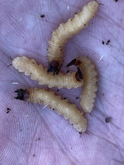 Hololepta
