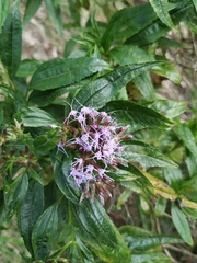Chromolaena perglabra