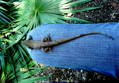 Aspidoscelis angusticeps angusticeps