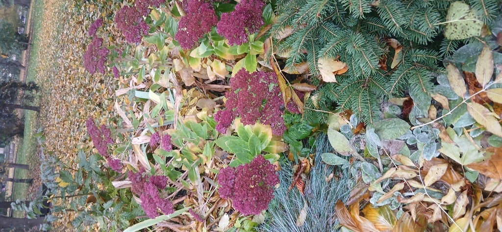 Hylotelephium telephium 'Autumn Joy'