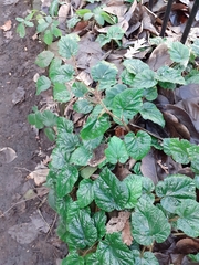 Rubus tricolor