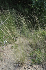 Achnatherum bromoides