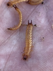 Dendroides canadensis