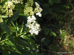 Hemipenthes velutina