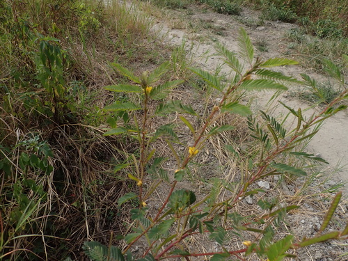 Chamaecrista leschenaultiana observed 2025-10-24