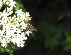 Hemipenthes velutina