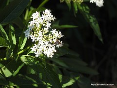 Hemipenthes velutina