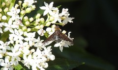 Hemipenthes velutina