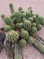 Echinopsis