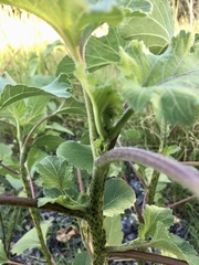 Xanthium cavanillesii